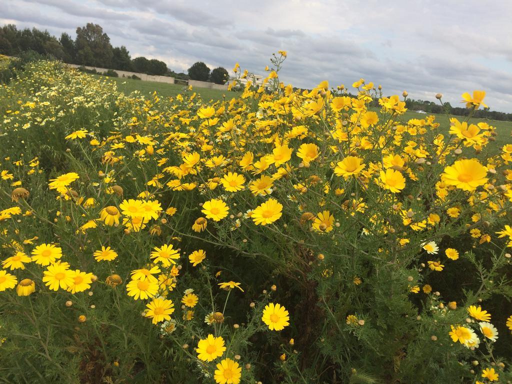 Tenuta Monaci La Murra Carmiano  Buitenkant foto